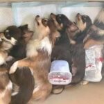 レス29番の画像1