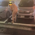 レス5番の画像3