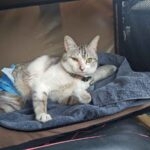 レス158番の画像1