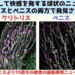 レス134番の画像1