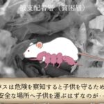 レス5番の画像1