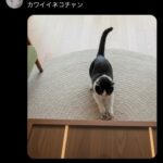 レス1番の画像4