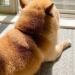 レス5番の画像1