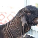 レス1番の画像5