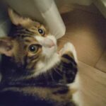 レス50番の画像1