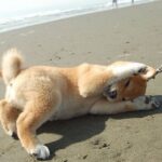 レス1番の画像2