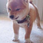 レス1番の画像6