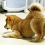 レス1番の画像5