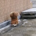 レス1番の画像10