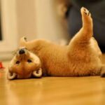 レス1番の画像3