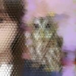 レス33番の画像1