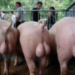 レス17番の画像1