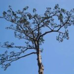 レス42番の画像1