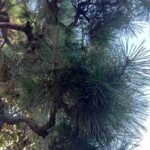 レス41番の画像3