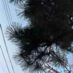 レス41番の画像2