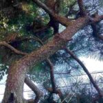 レス41番の画像7