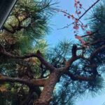 レス41番の画像5