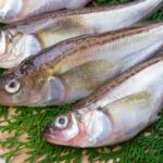 レス1番のリンク先のサムネイル画像