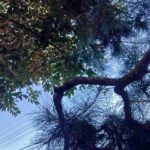 レス41番の画像4