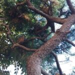 レス41番の画像8