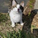 レス13番の画像1