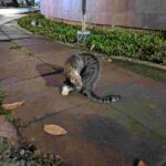 レス24番の画像1