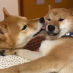 レス22番の画像3