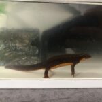 レス28番の画像1