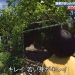 レス6番の画像1