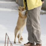 レス51番の画像1